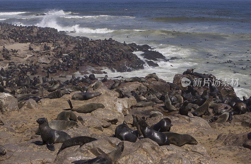 Cape fur seals, Skeleton Coast in纳米比亚